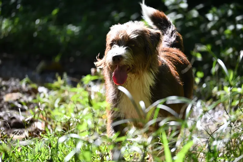 Friendly dog accompanying horse riding adventure