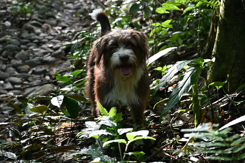 Pet friendly horse tours Costa Rica