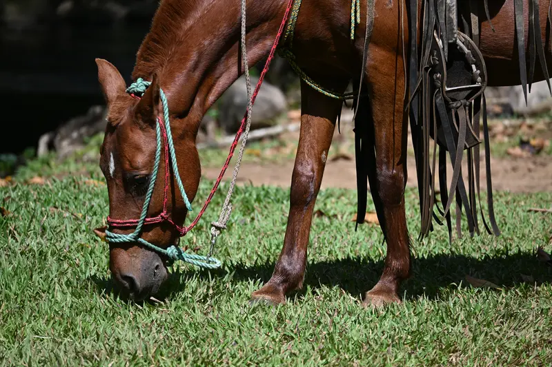 Canela